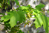 Acer platanoides